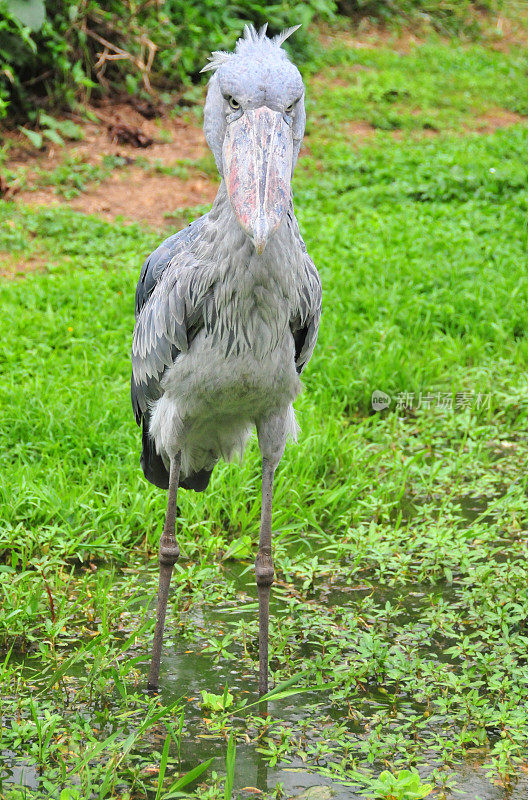 攻击性的鞋嘴霸王龙(Balaeniceps rex)